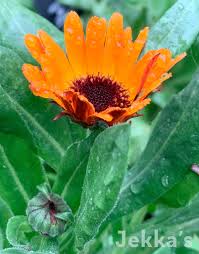 Attēlu rezultāti vaicājumam “Calendula officinalis leaf”