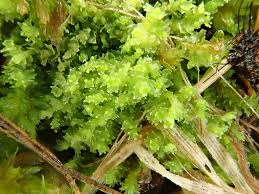 Attēlu rezultāti vaicājumam “Lophozia incisa”