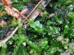 Attēlu rezultāti vaicājumam “Odontoschisma denudatum”