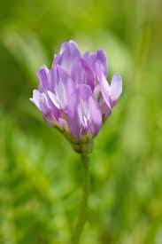 Attēlu rezultāti vaicājumam “Astragalus danicus leaf”