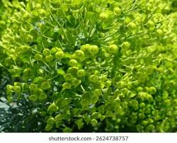 Attēlu rezultāti vaicājumam “Euphorbia palustris”