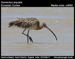 Attēlu rezultāti vaicājumam “Numenius arquata adult”