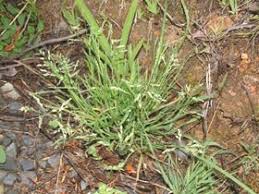 Attēlu rezultāti vaicājumam “Poa annua”