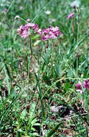 Attēlu rezultāti vaicājumam “Primula farinosa fruit”