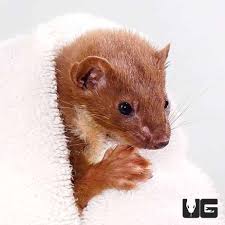 Attēlu rezultāti vaicājumam “Mustela nivalis adult”