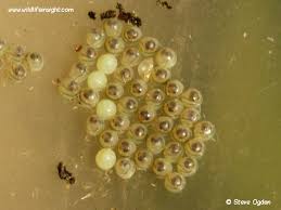 Attēlu rezultāti vaicājumam “Spilosoma lutea larva”