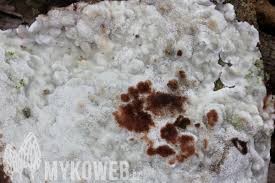 Attēlu rezultāti vaicājumam “Physisporinus sanguinolentus”