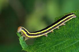 Attēlu rezultāti vaicājumam “Ceramica pisi”