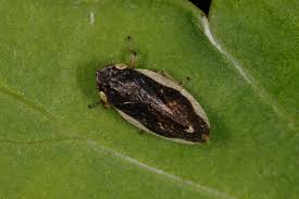 Attēlu rezultāti vaicājumam “Auchenorrhyncha”