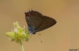 Attēlu rezultāti vaicājumam “Satyrium ilicis underside”
