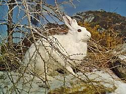 Attēlu rezultāti vaicājumam “Lepus timidus”