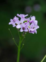 Attēlu rezultāti vaicājumam “Cardamine pratensis flower”