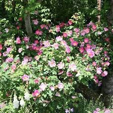 Image result for Rosa canina