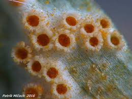 Attēlu rezultāti vaicājumam “Puccinia sessilis”