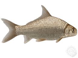 Image result for Carpiodes carpio