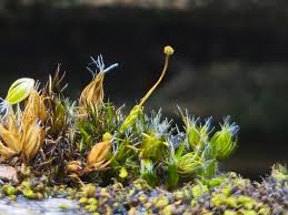 Attēlu rezultāti vaicājumam “Aulacomnium androgynum sporophyte”