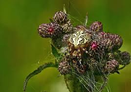 Attēlu rezultāti vaicājumam “Aculepeira ceropegia”