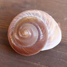 Image result for mountain top seashell