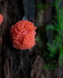 Attēlu rezultāti vaicājumam “Tubiferaceae”