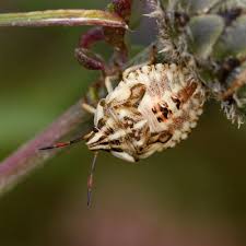 Attēlu rezultāti vaicājumam “Carpocoris sp. nymph”
