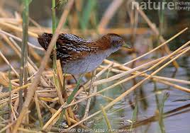 Image result for Porzana pusilla