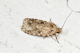 Attēlu rezultāti vaicājumam “Agonopterix aranella”