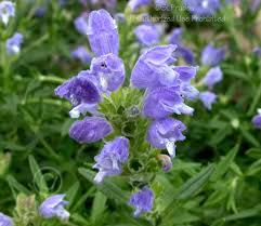 Attēlu rezultāti vaicājumam “Dracocephalum ruyschiana fruit”