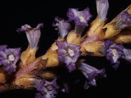 Attēlu rezultāti vaicājumam “Orobanche coerulescens flower”