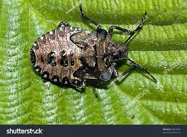 Attēlu rezultāti vaicājumam “Pentatoma rufipes”