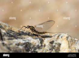 Attēlu rezultāti vaicājumam “Ephemeroptera imago”