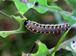 Attēlu rezultāti vaicājumam “Tenthredo mandibularis”