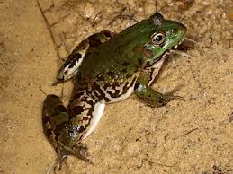Attēlu rezultāti vaicājumam “Pelophylax adult”