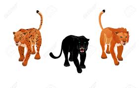 Afbeeldingsresultaat voor panters