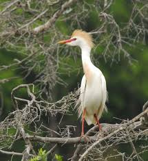 Attēlu rezultāti vaicājumam “Bubulcus ibis”