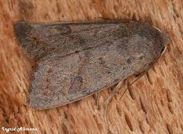 Attēlu rezultāti vaicājumam “Orthosia populeti”