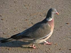 Image result for Columba palumbus
