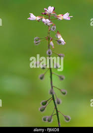 Attēlu rezultāti vaicājumam “Circaea lutetiana fruit”