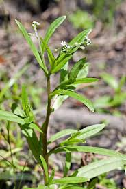 Attēlu rezultāti vaicājumam “Myosotis laxa subsp. baltica”