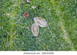 Attēlu rezultāti vaicājumam “Aleurochiton aceris nymph”