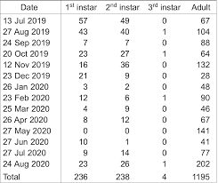 Attēlu rezultāti vaicājumam “Euura brevicornis larva”