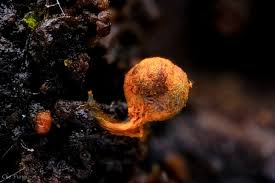 Attēlu rezultāti vaicājumam “Physarum psittacinum spores”