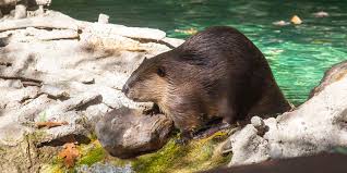 Image result for Beaver Sc