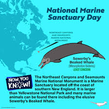 Image result for Mesoplodon bidens