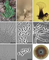 Attēlu rezultāti vaicājumam “Ophiostoma polyporicola”