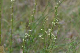 Attēlu rezultāti vaicājumam “Silene tatarica”