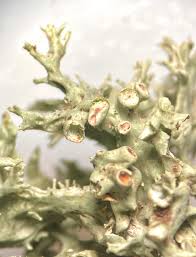 Attēlu rezultāti vaicājumam “Scapania mucronata macro”