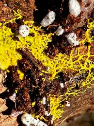 Attēlu rezultāti vaicājumam “Cribraria cancellata var. fusca stalked”