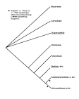<b>Fabaceae</b>