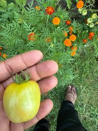 Afbeeldingsresultaat voor blushing yellow tomato