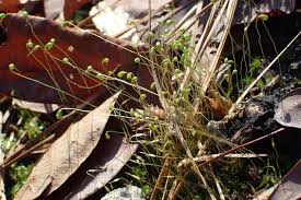 Attēlu rezultāti vaicājumam “Funaria hygrometrica sporophyte”